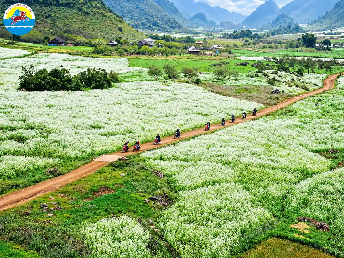 mùa hoa cải Mộc Châu