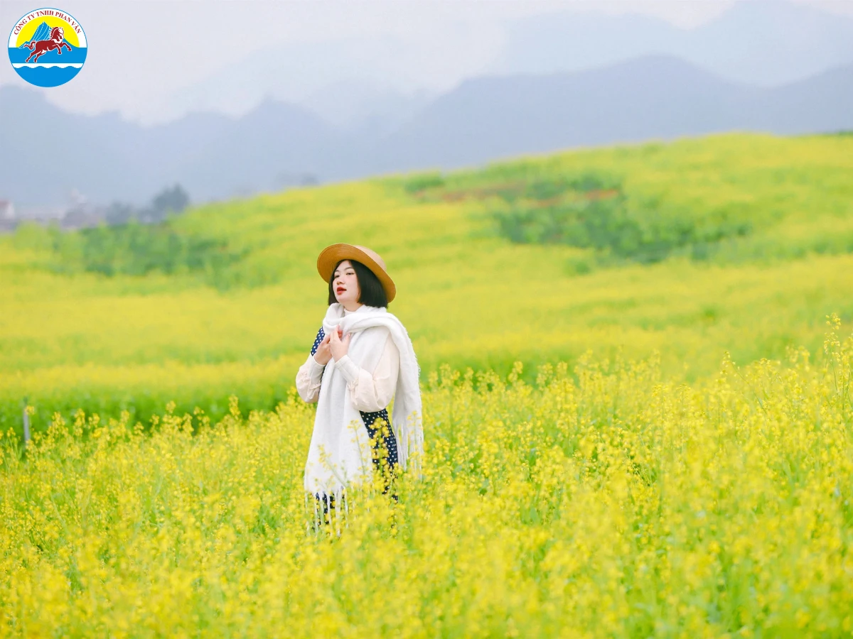 Ruộng cải trong ánh sáng buổi sáng tại Mộc Châu