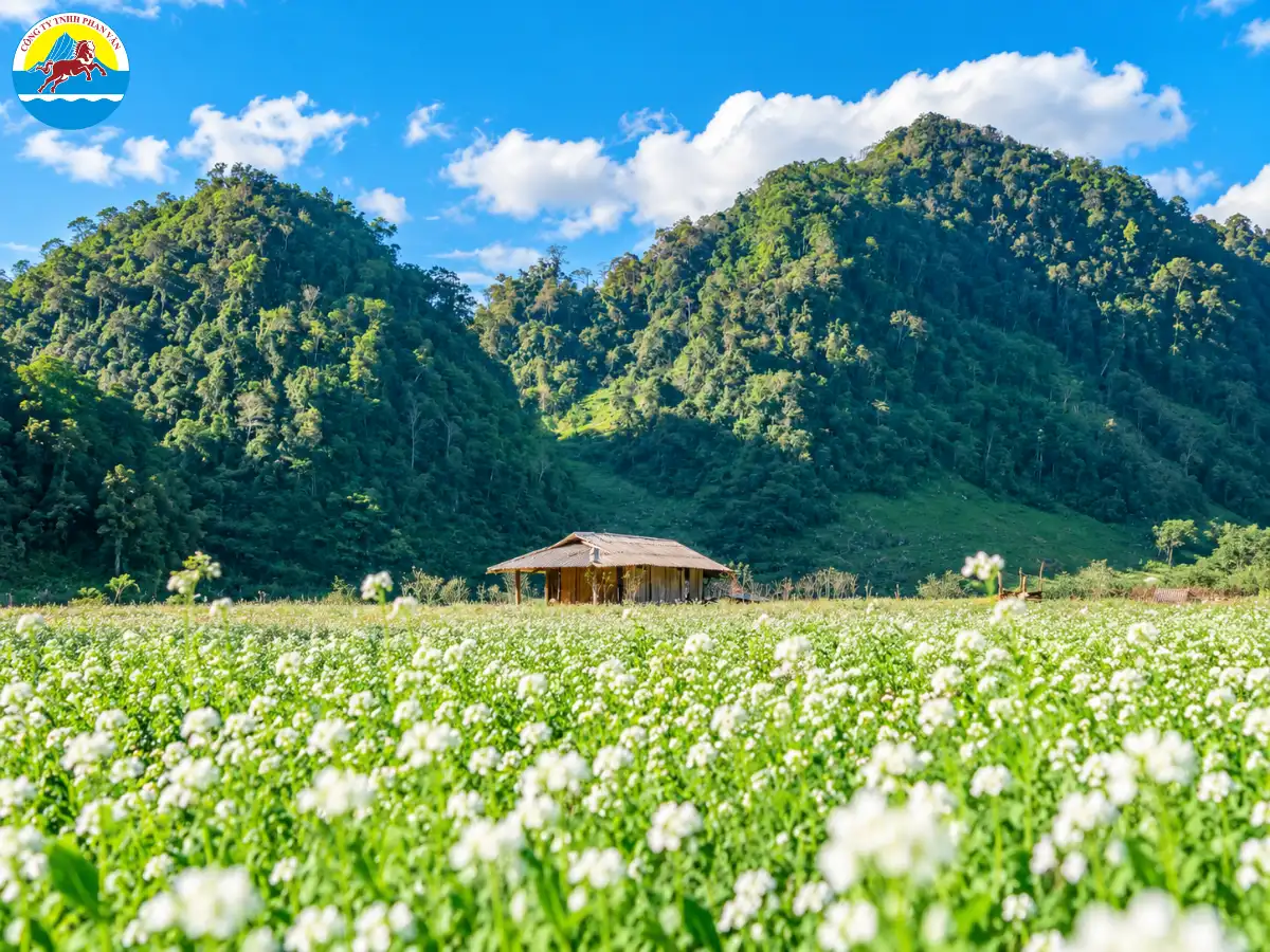 mùa hoa cải Mộc Châu