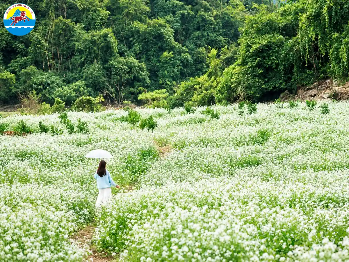 mùa hoa cải Mộc Châu