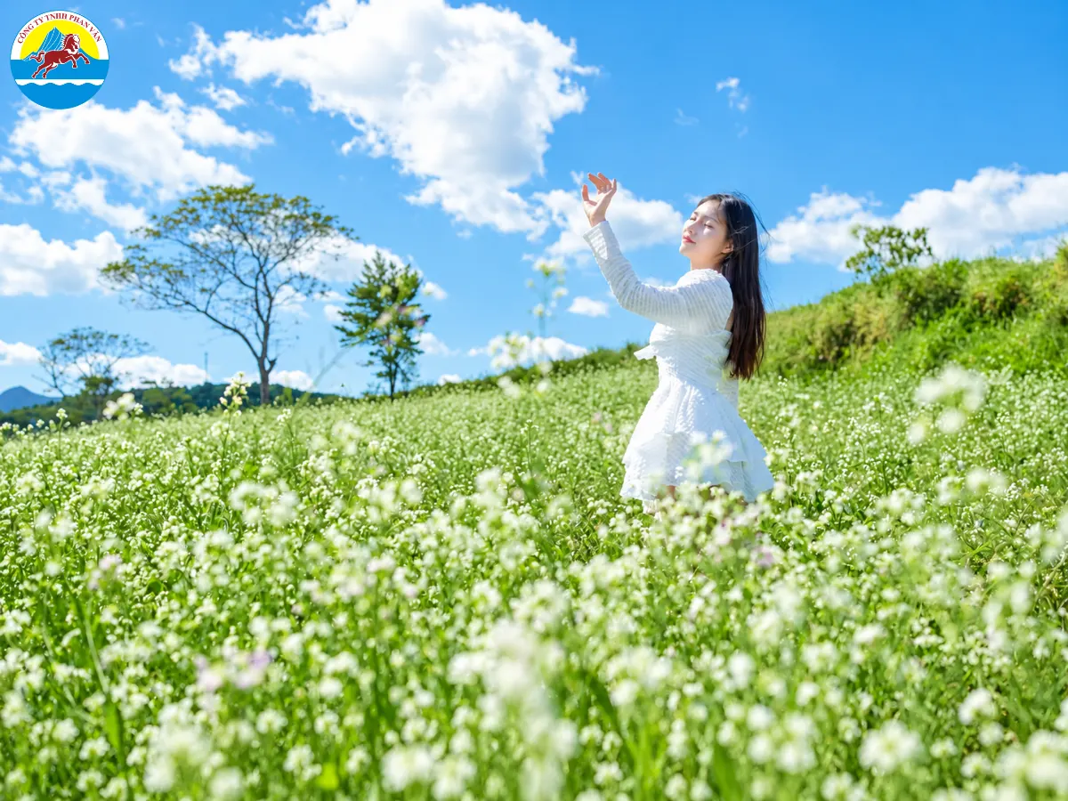 Hoa cải nở rộ tại Bản Búa