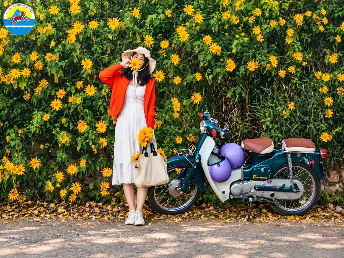 Hoa dã quỳ mọc dọc các tuyến quanh Quốc lộ 6