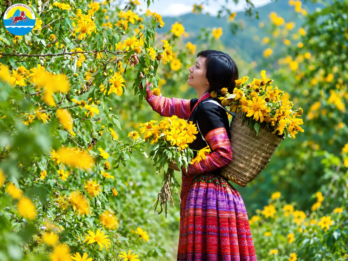 mùa hoa dã quỳ Mộc Châu
