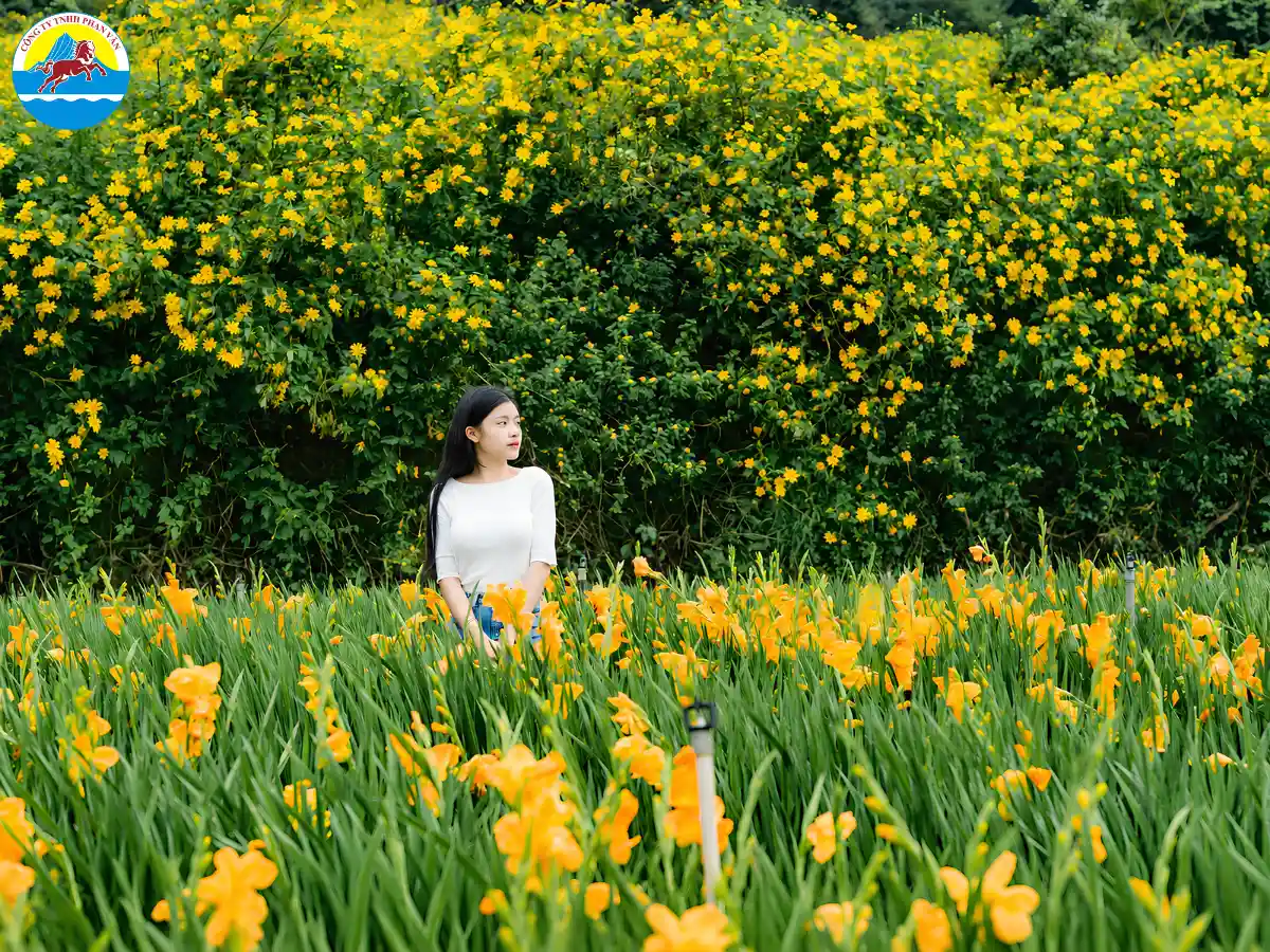 mùa hoa dã quỳ Mộc Châu