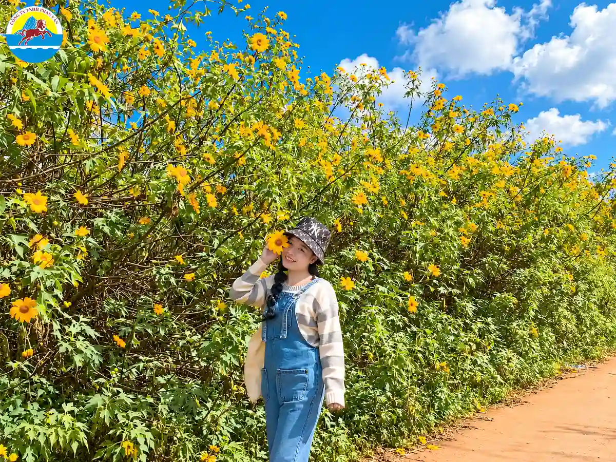 mùa hoa dã quỳ Mộc Châu