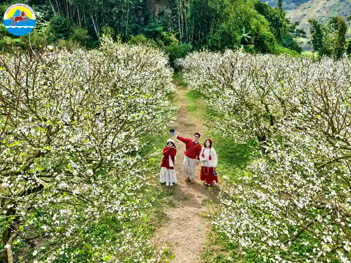 mùa hoa mận Mộc Châu