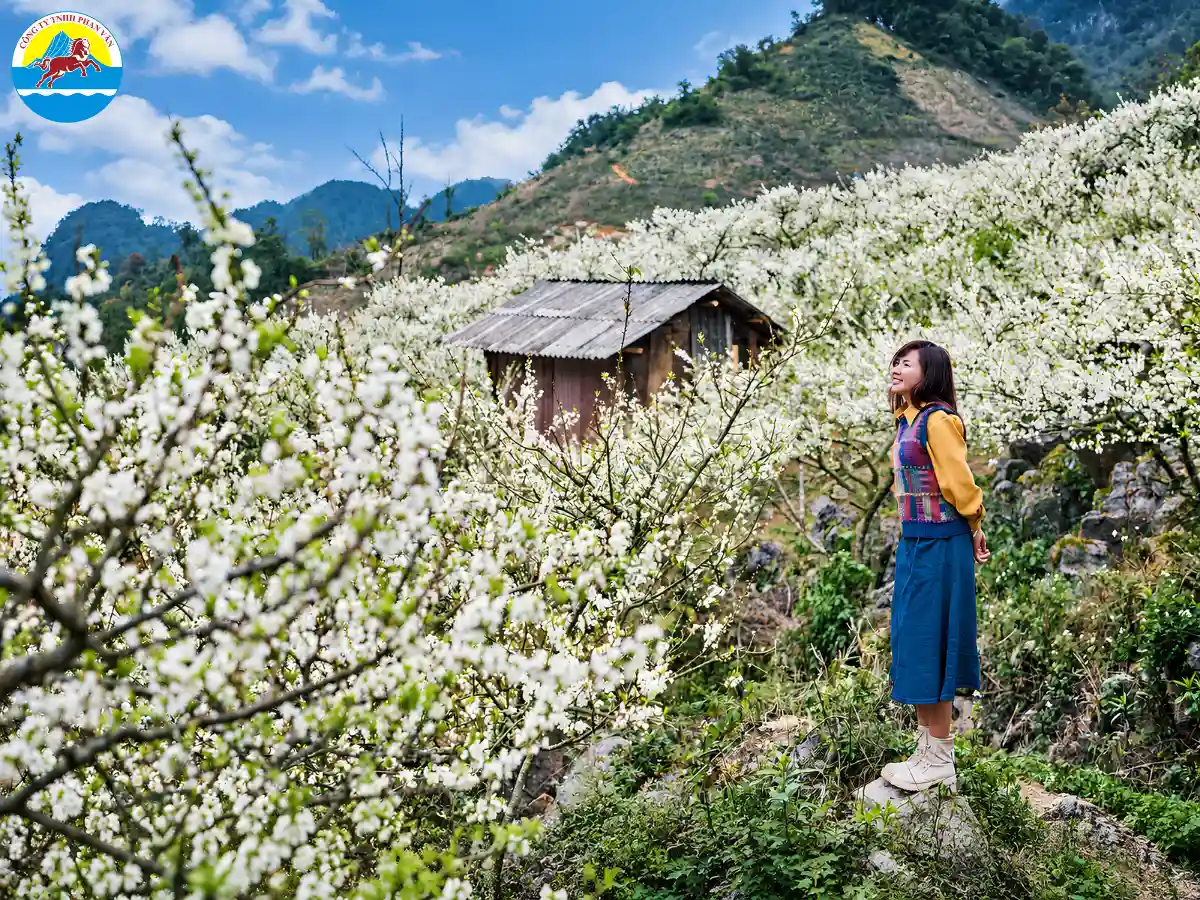 Hoa mận tại Pa Phách