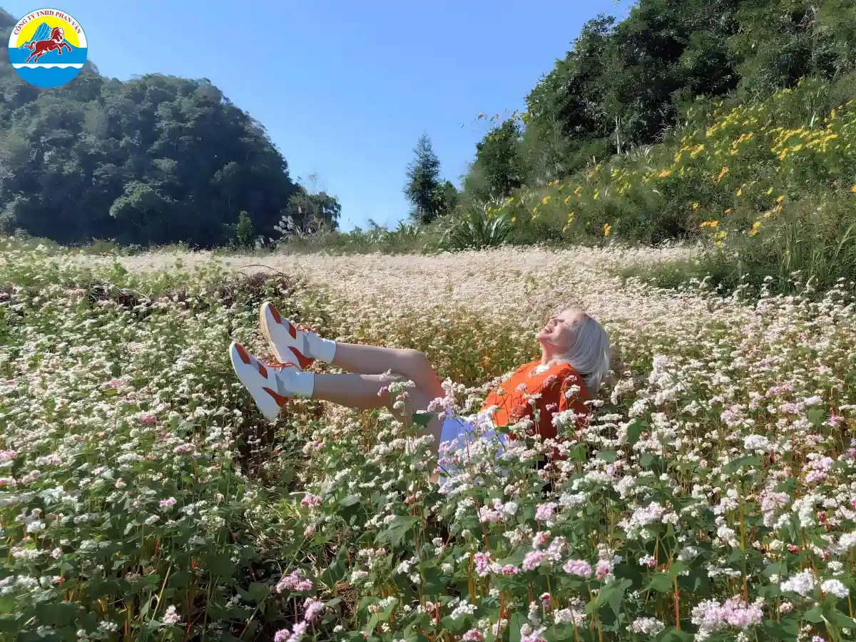 mùa hoa tam giác mạch Hà Giang​