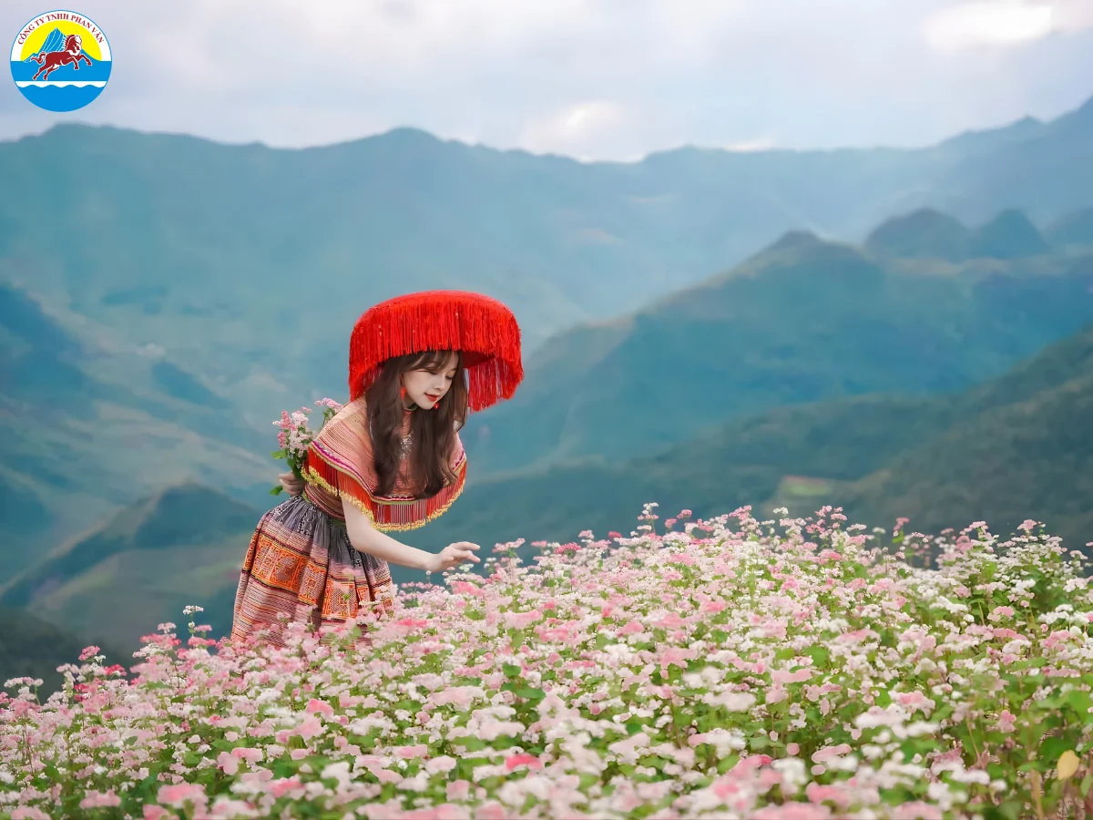 mùa hoa tam giác mạch Hà Giang