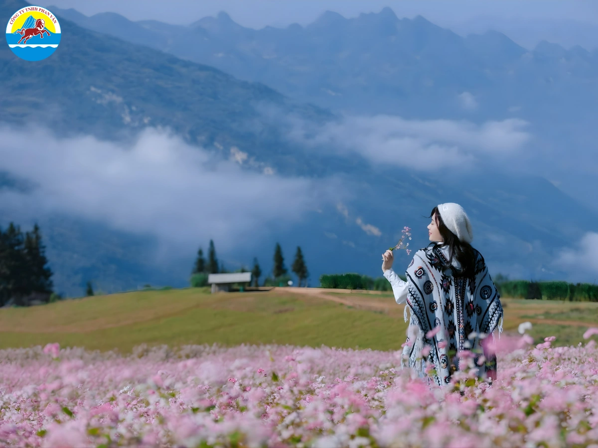 mùa hoa tam giác mạch Hà Giang​