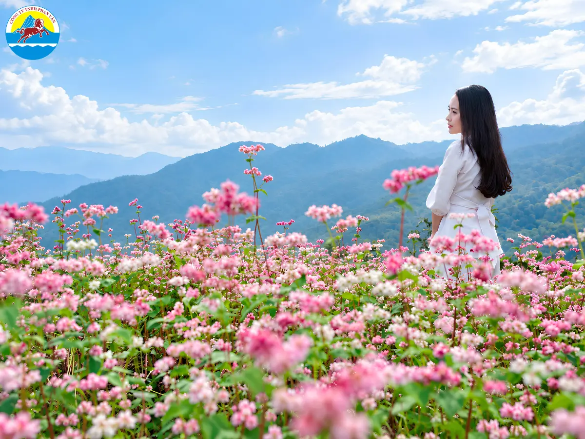 mùa hoa tam giác mạch Mộc Châu
