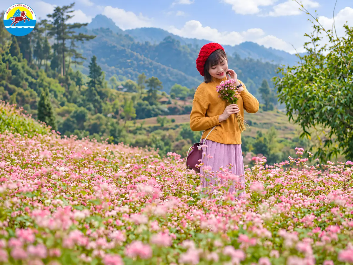 mùa hoa tam giác mạch Mộc Châu