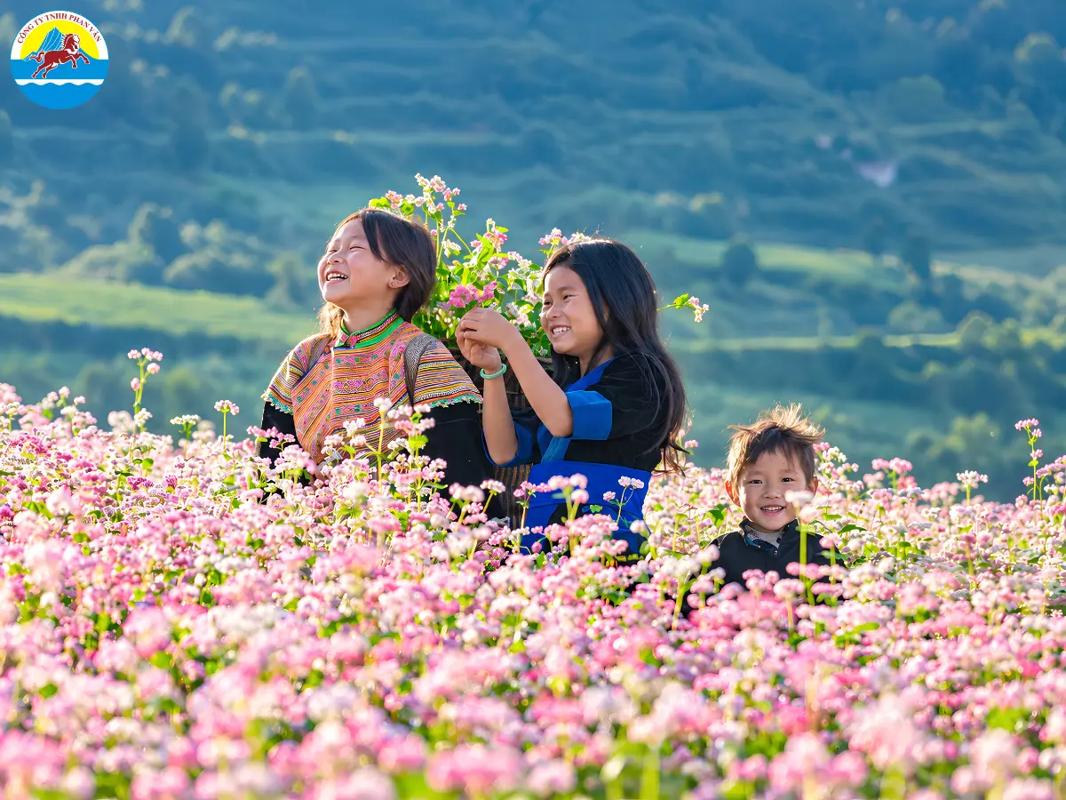 mùa hoa tam giác mạch Mộc Châu