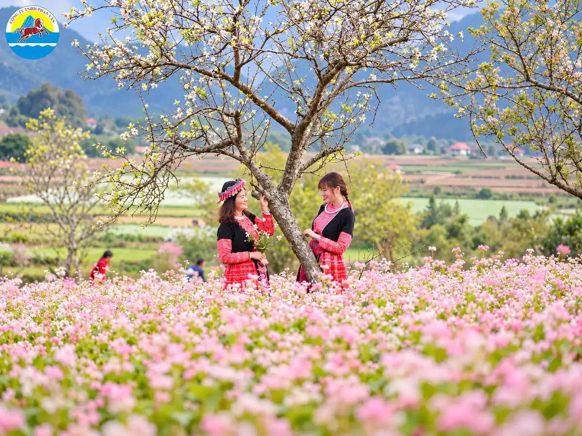 mùa hoa tam giác mạch Mộc Châu