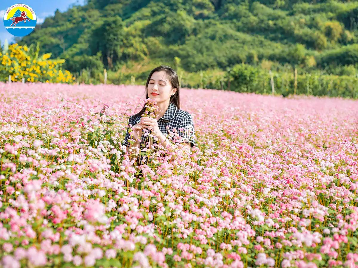 Vườn hoa tam giác mạch tại Hoa Xứ Mộc