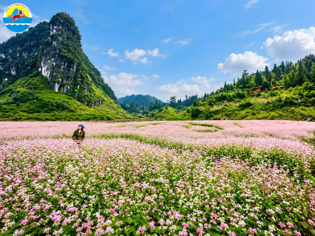 mùa hoa tam giác mạch Mộc Châu