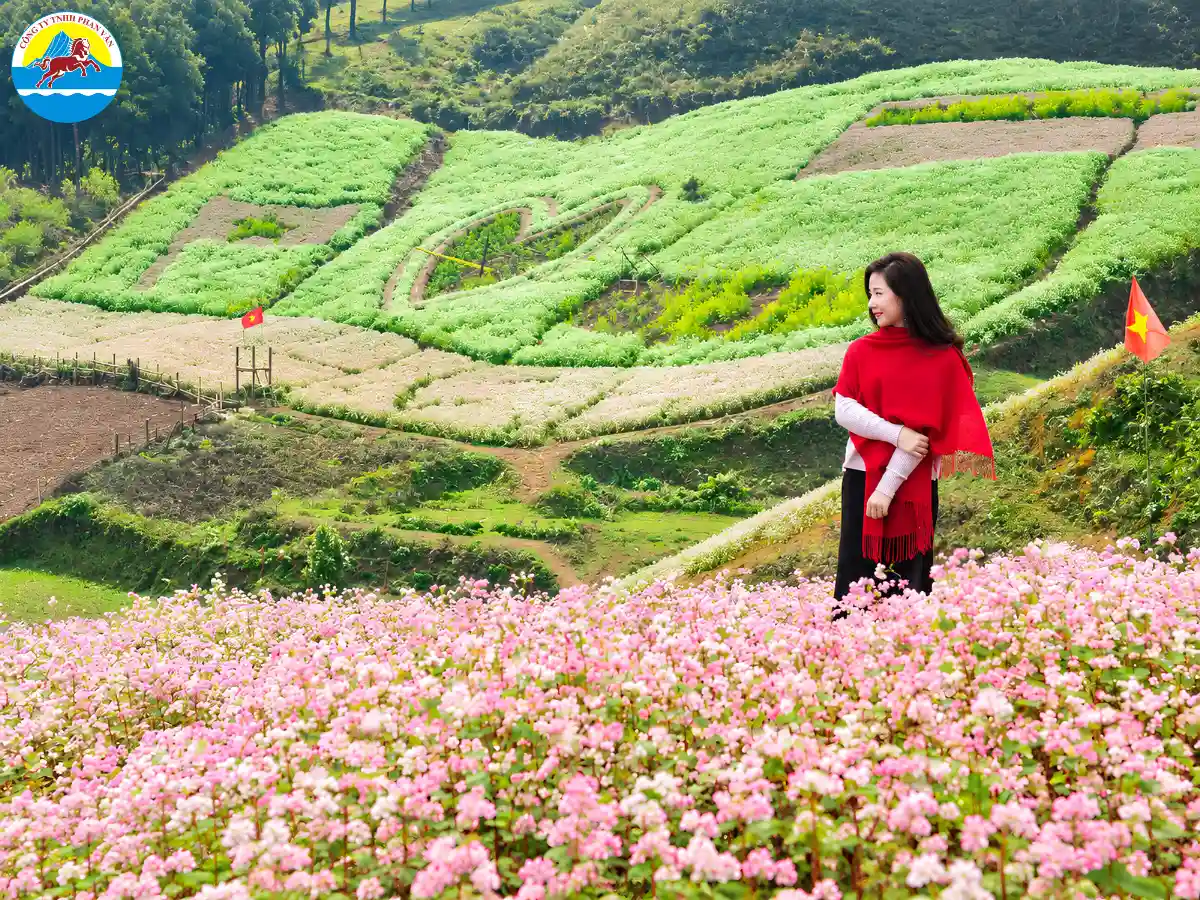 Du khách tham quan cánh đồng hoa tại Rừng thông Bản Áng