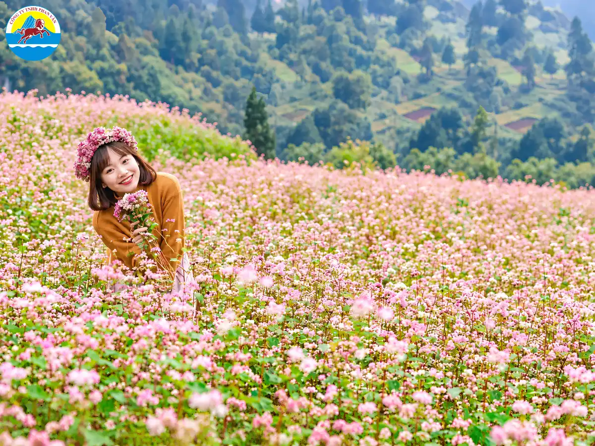 Hoa tam giác mạch dưới ánh sáng dịu vào sáng sớm