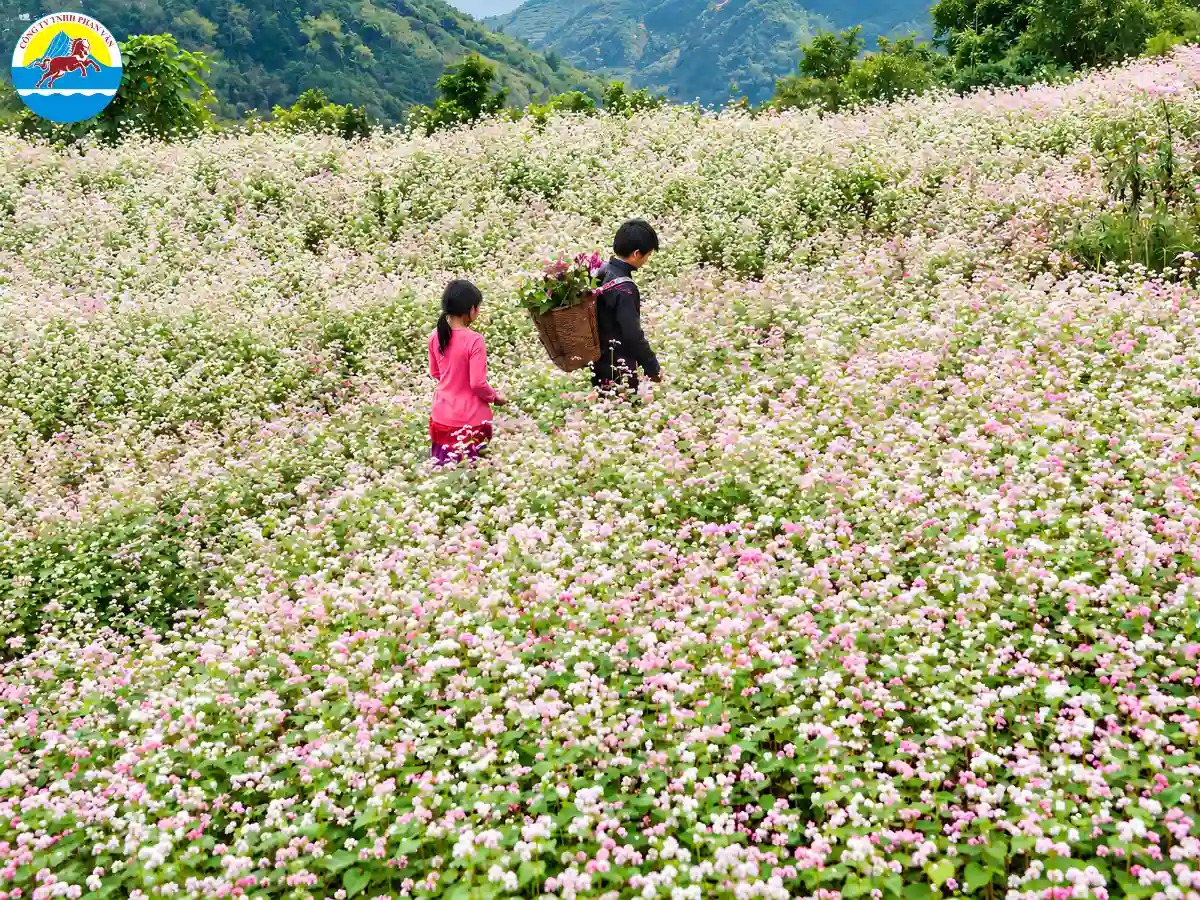 mùa hoa tam giác mạch Mộc Châu