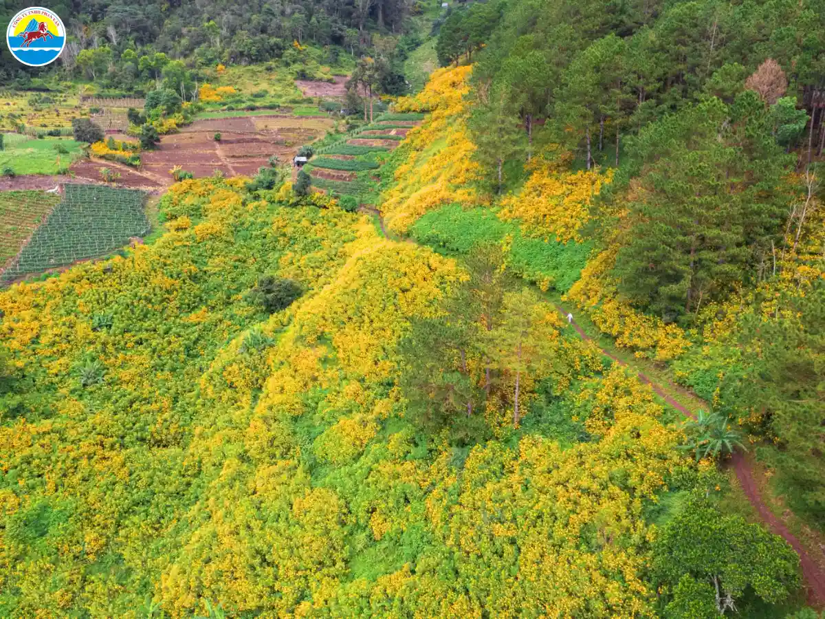 mùa thu đà lạt có gì​