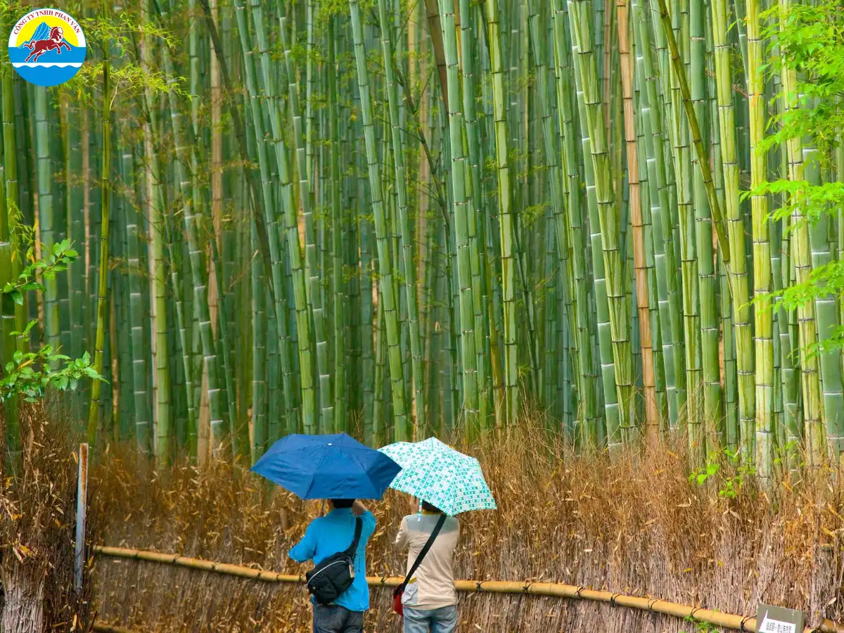 Rừng Trúc Arashiyama