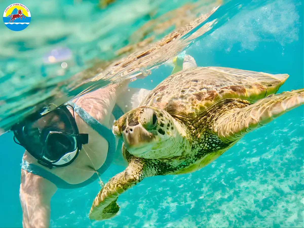 Quan sát rùa biển