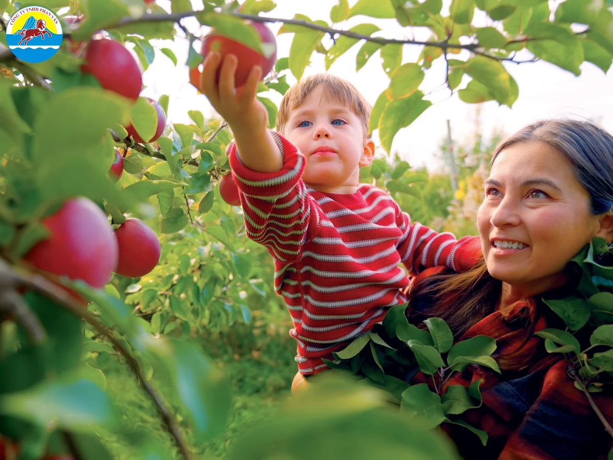 Thu hoạch táo tại vùng New England