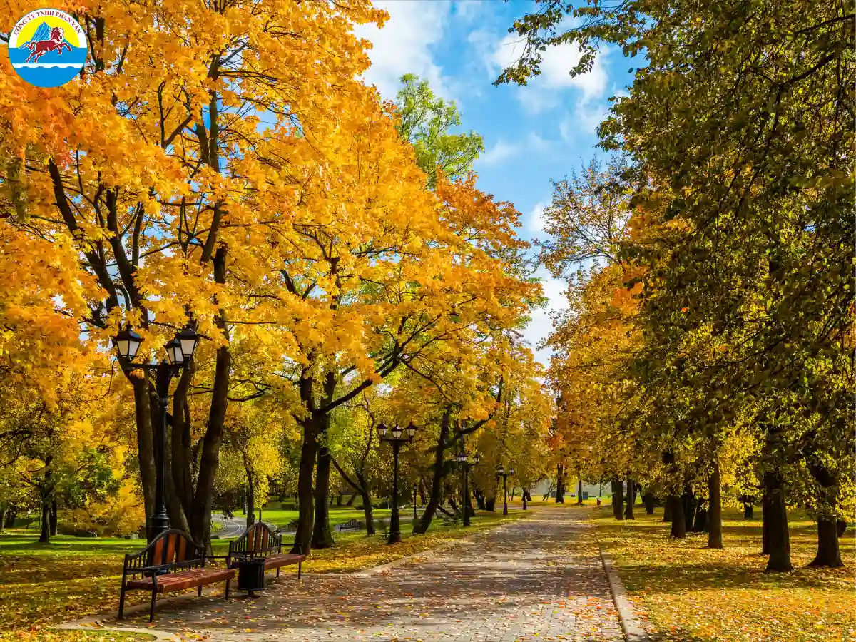 Dạo bước ngắm lá vàng tại công viên Gorky