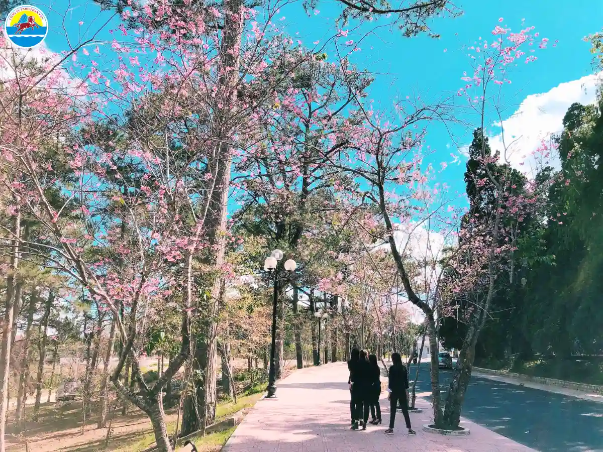 đà lạt mùa xuân