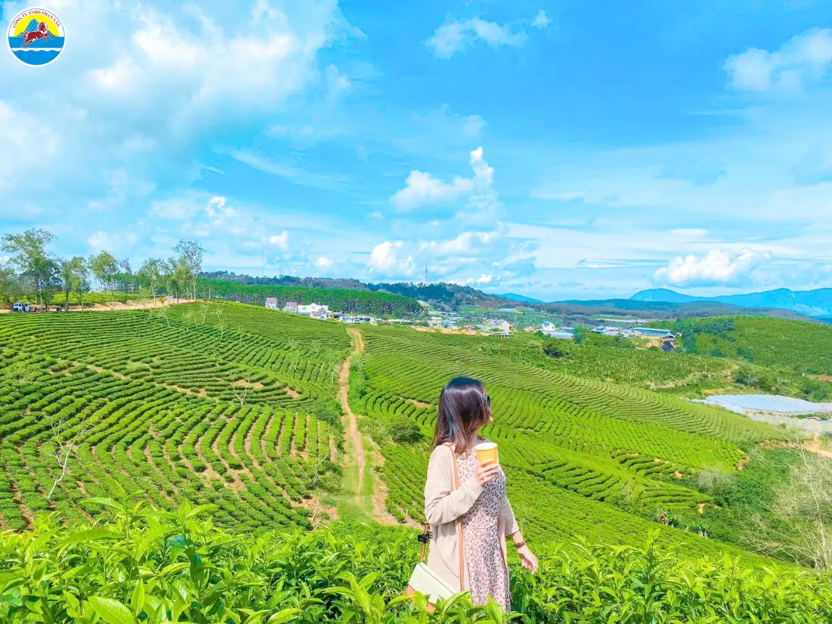 đà lạt mùa xuân