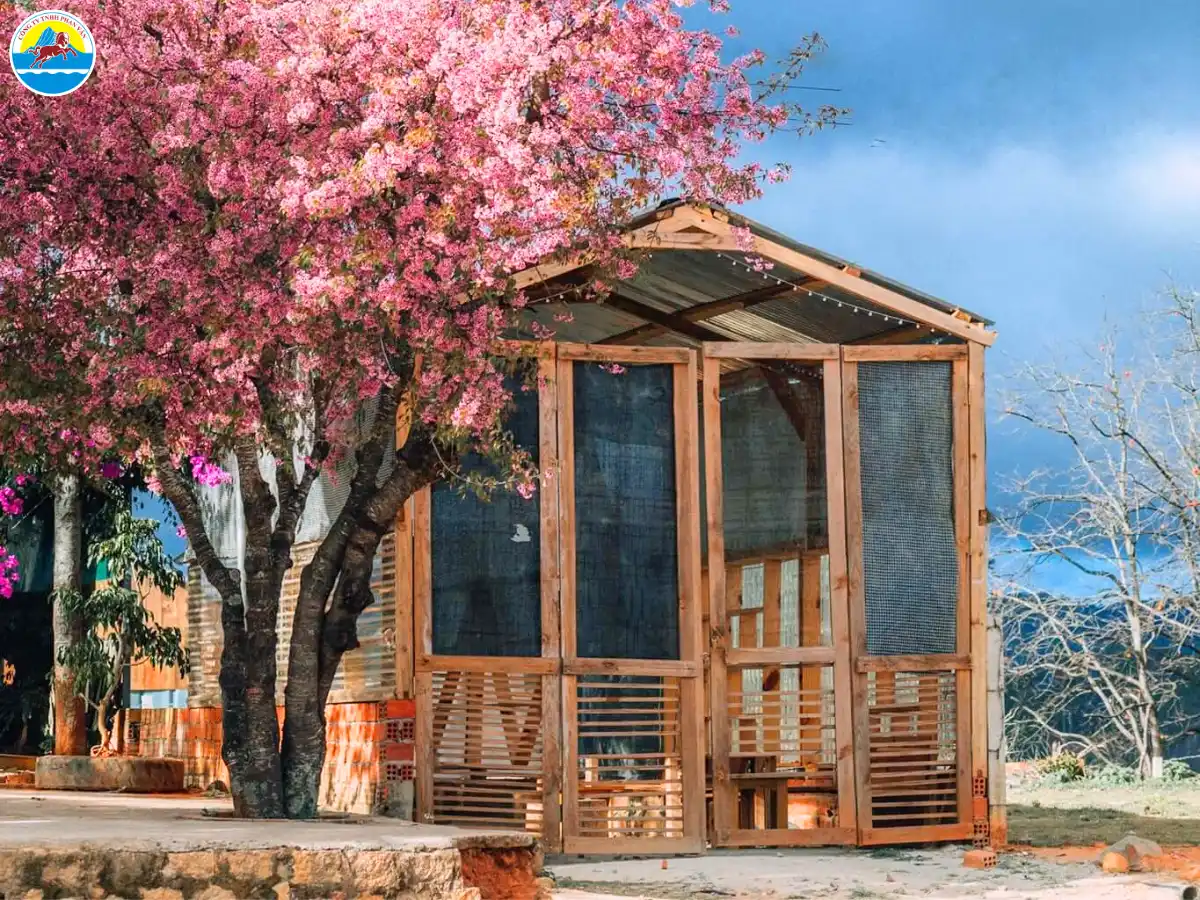 du lịch đà lạt mùa xuân