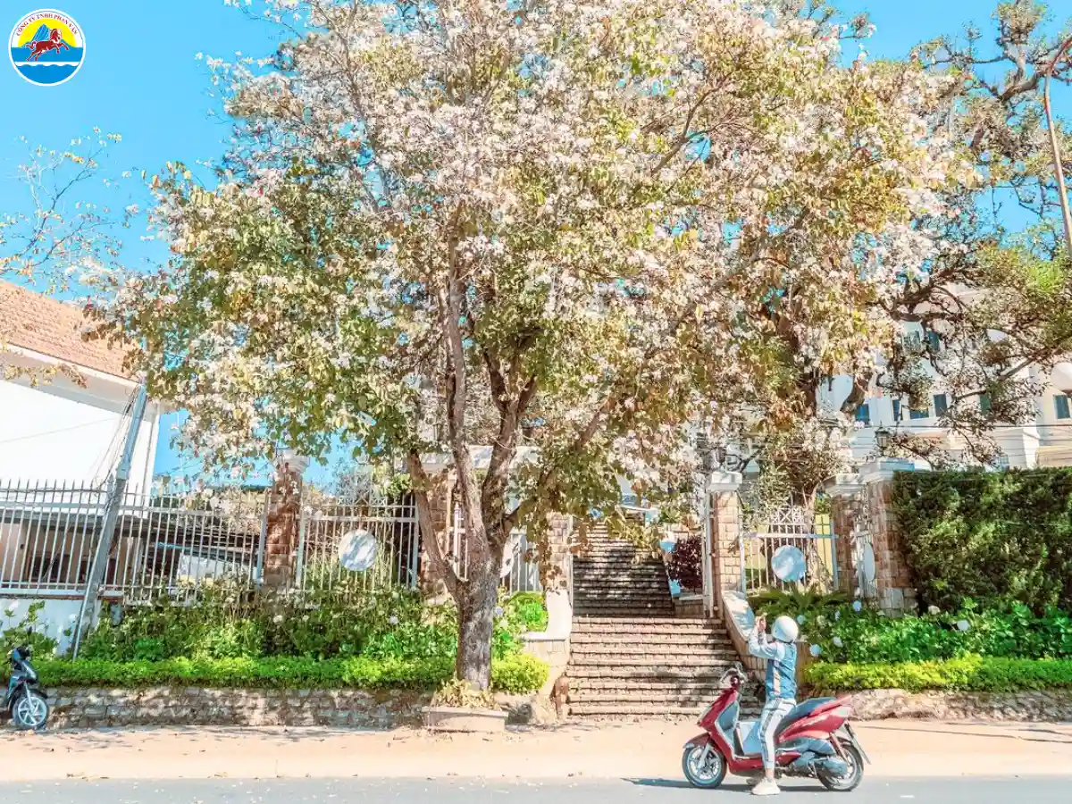 đà lạt vào mùa xuân