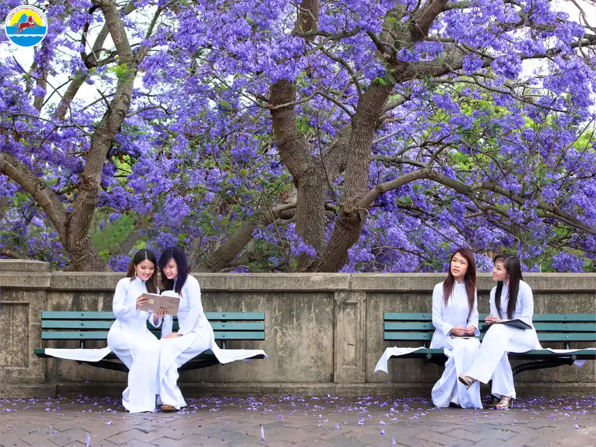 đà lạt mùa xuân