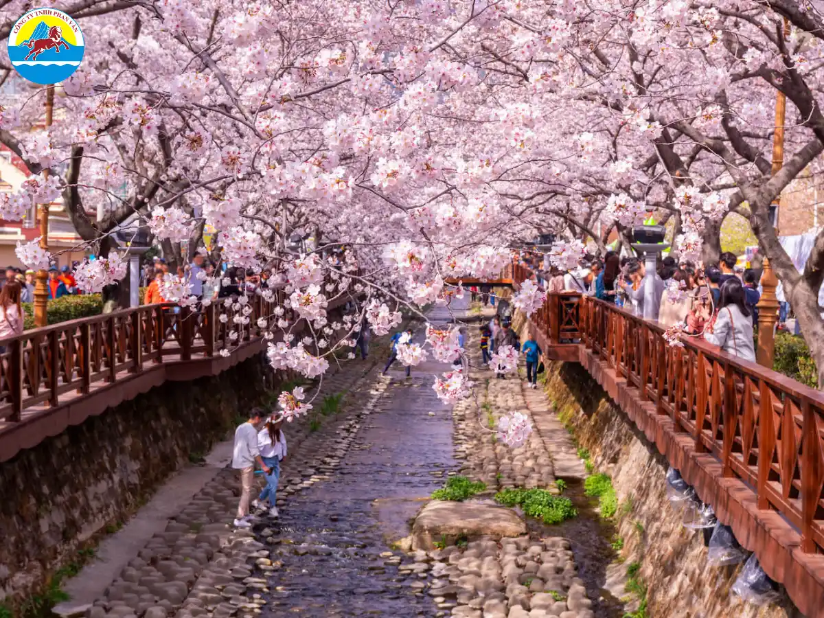 Thời gian hoa anh đào nở rộ khác nhau theo từng năm và từng khu vực