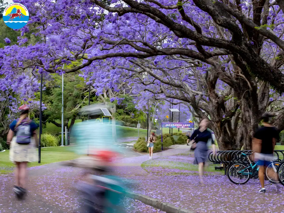 Khuôn viên Đại học Queensland tại Brisbane