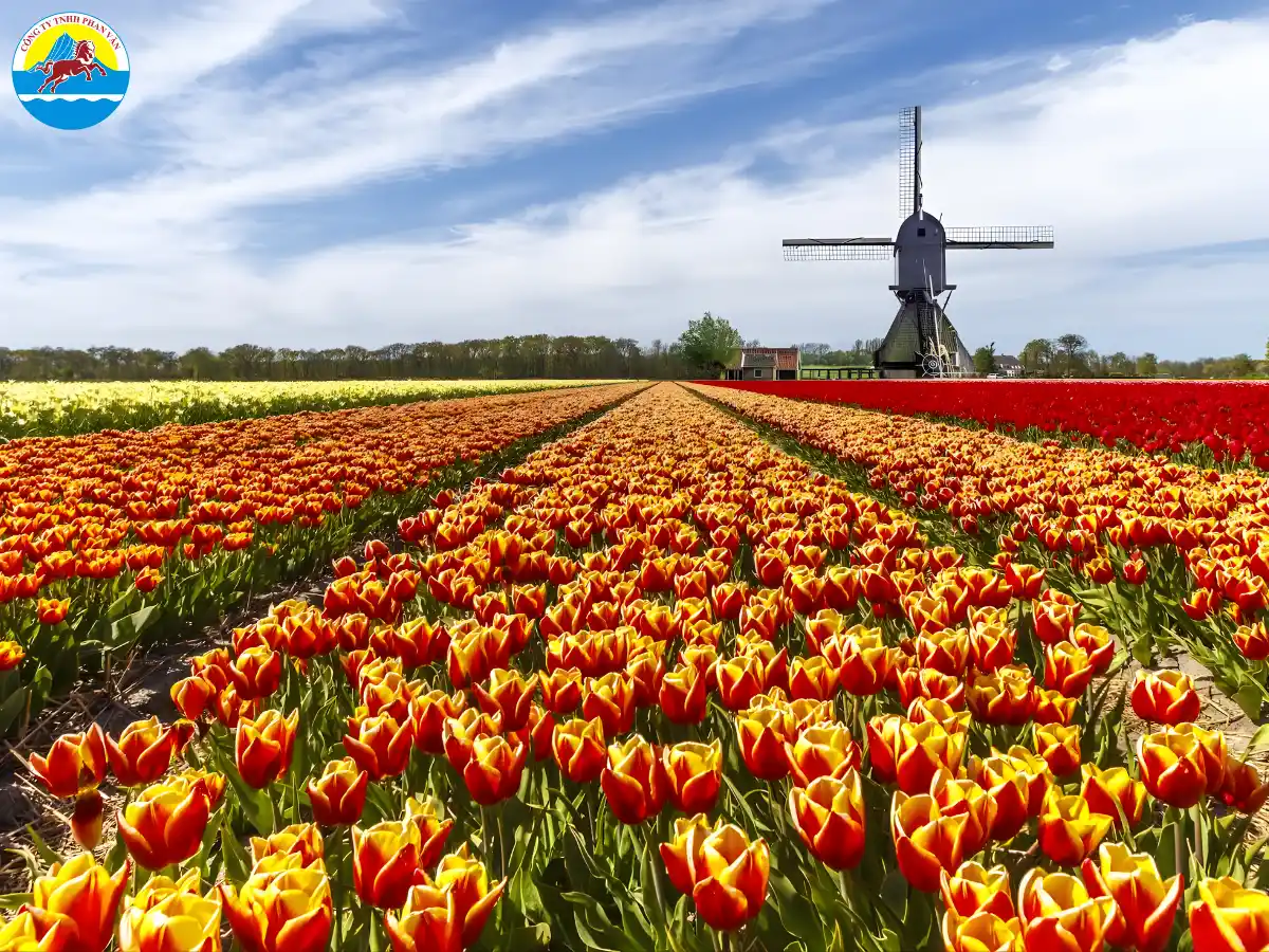 Cánh đồng tulip tại Seattle