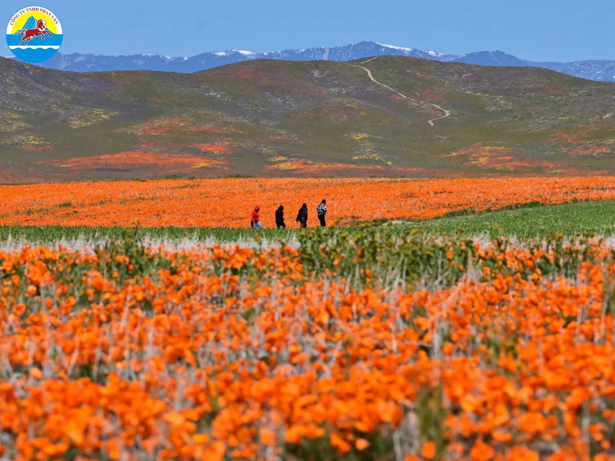 Superbloom ở California