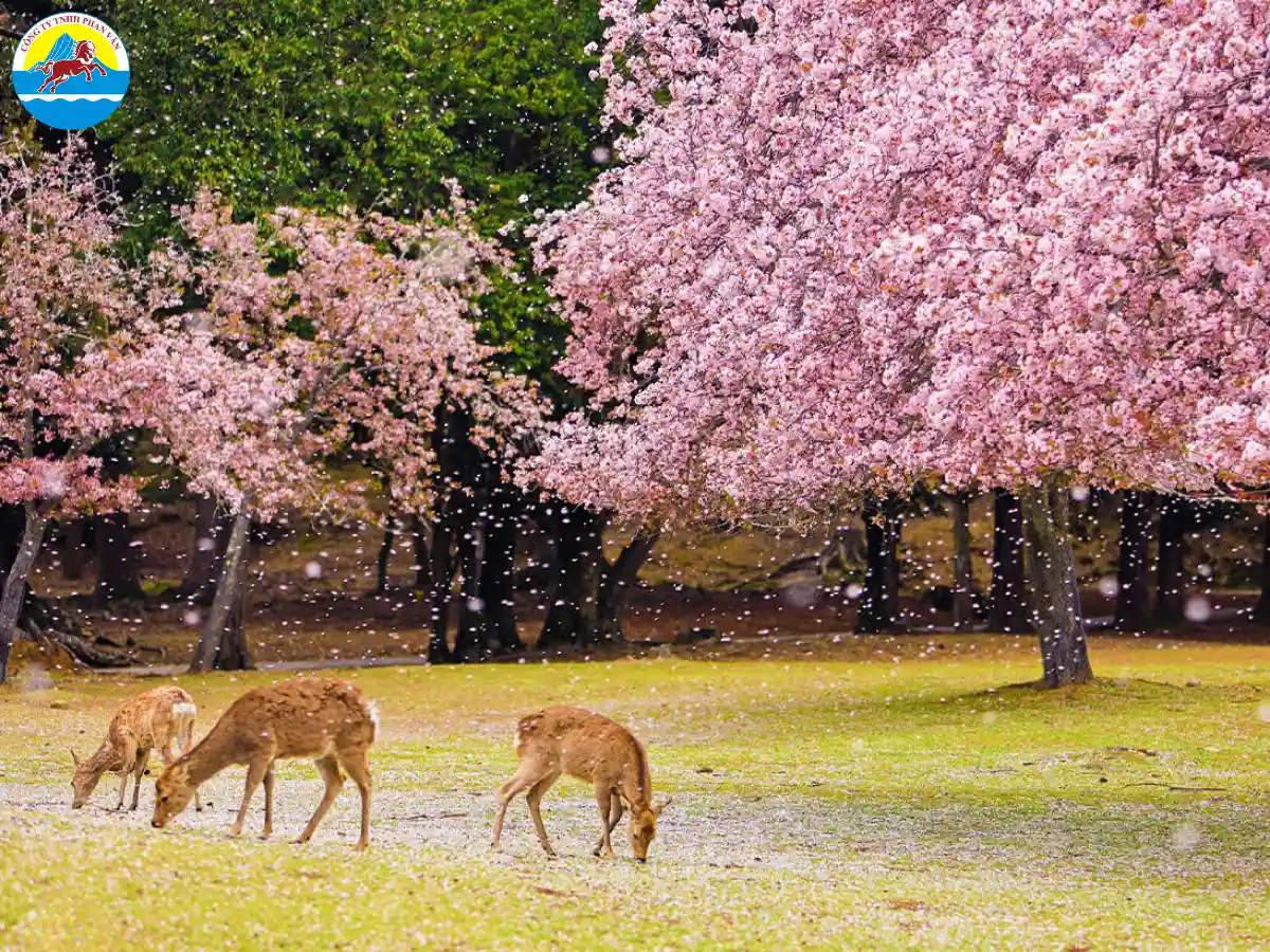 Phan Văn Travel chuyên cung cấp các tour du lịch Nhật Bản trọn gói