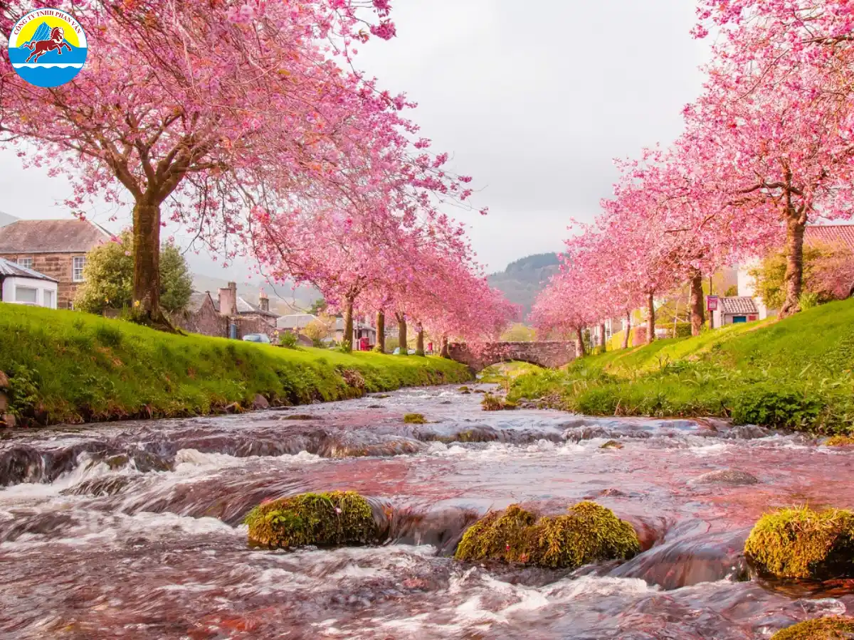 Hoa anh đào không nở đồng loạt trên cả nước mà phụ thuộc vào điều kiện thời tiết