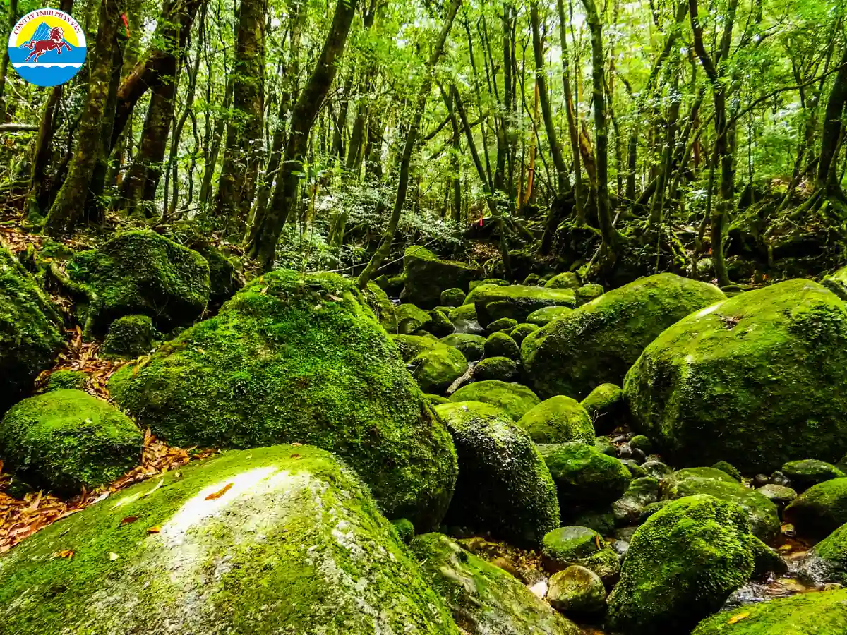 Đảo Yakushima