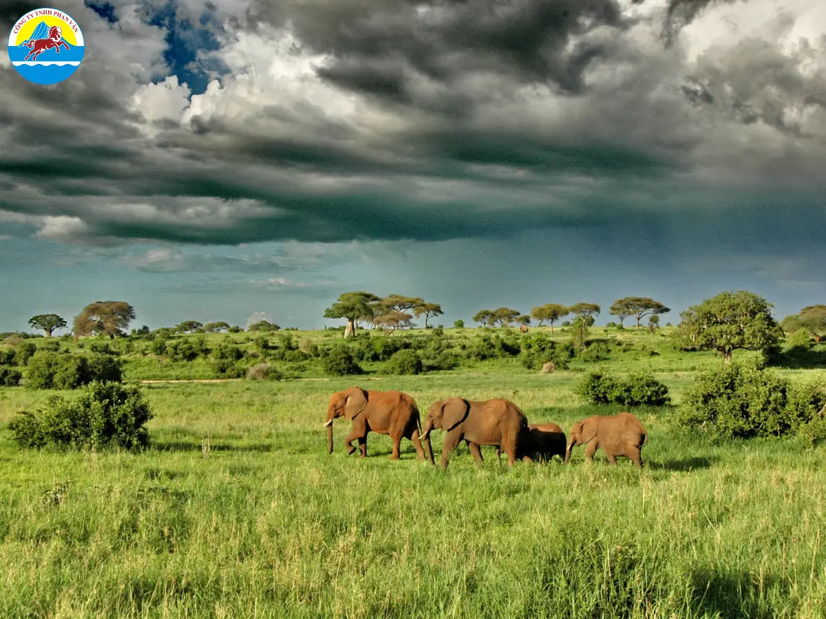 Tanzania có gì
