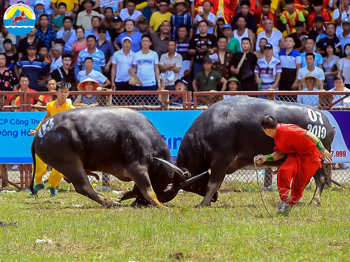 Lễ hội Chọi Trâu