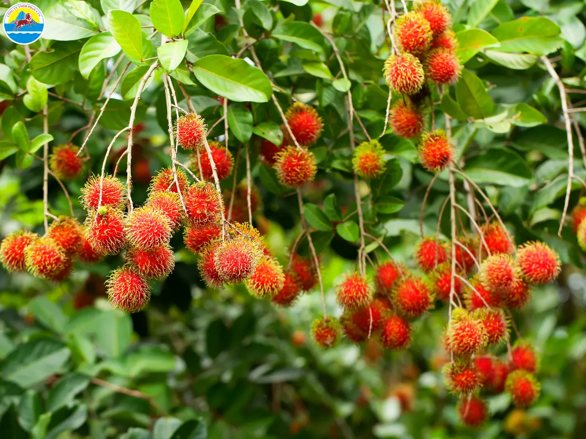 du lịch thác mơ bình phước