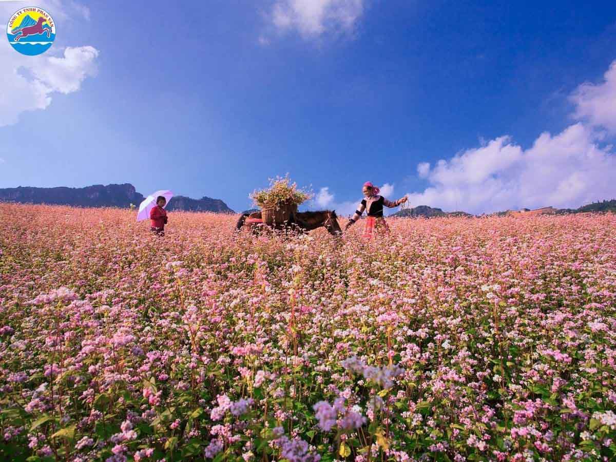 Cánh đồng hoa tam giác mạch Hà Giang