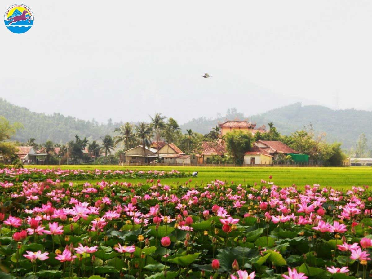 Mùa hoa sen tuyệt đẹp tại Đồng Tháp