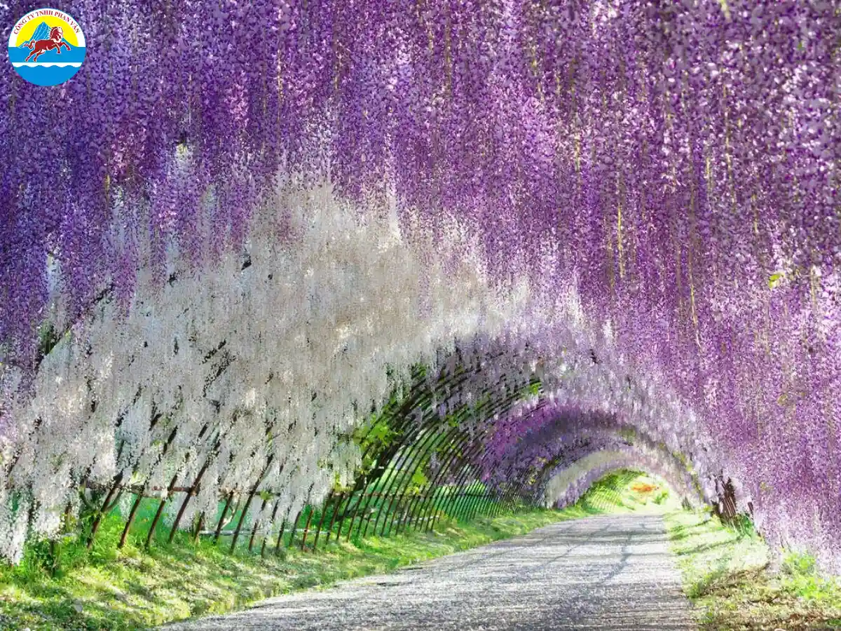 Công viên hoa Ashikaga