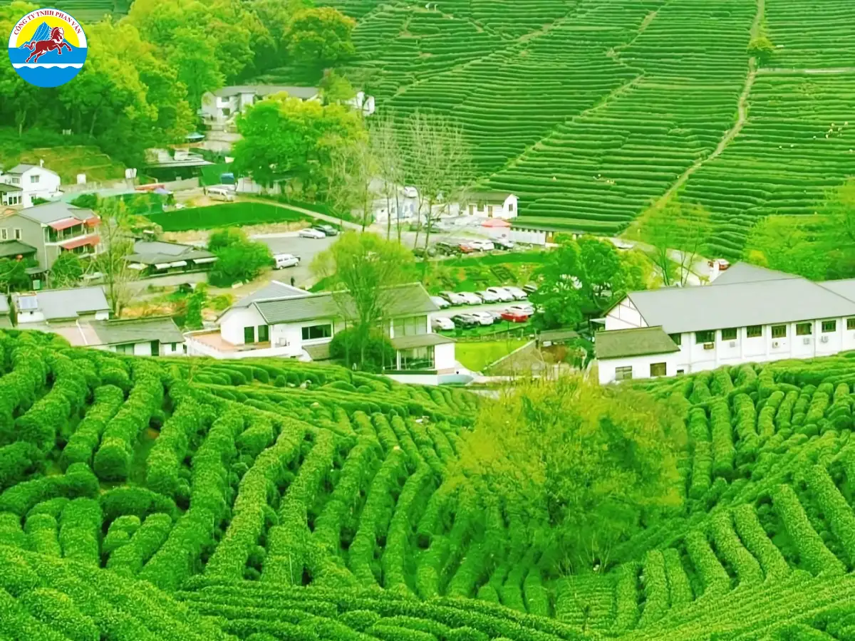 Đồn điền chè Long Tĩnh (Hàng Châu)