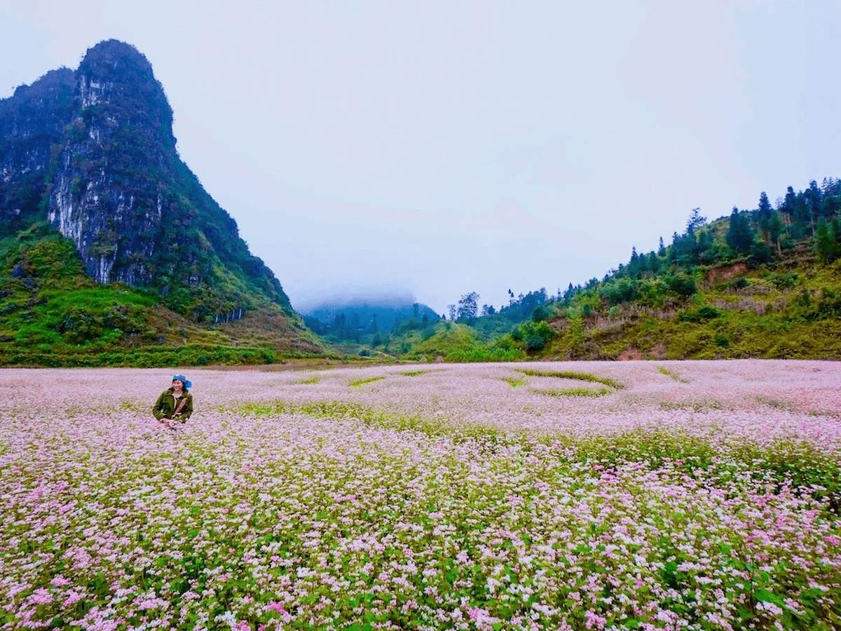 tour-du-lich-ha-giang-thang-8-ngam-hoa-tam-giac-mach-no-ro-phan-van-travel-13