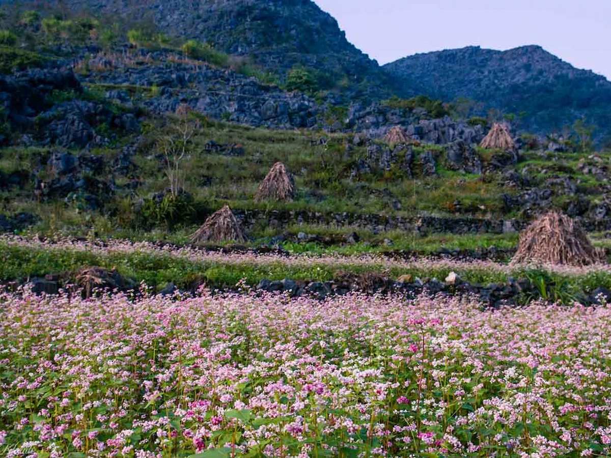 tour-du-lich-ha-giang-thang-8-ngam-hoa-tam-giac-mach-no-ro-phan-van-travel-5