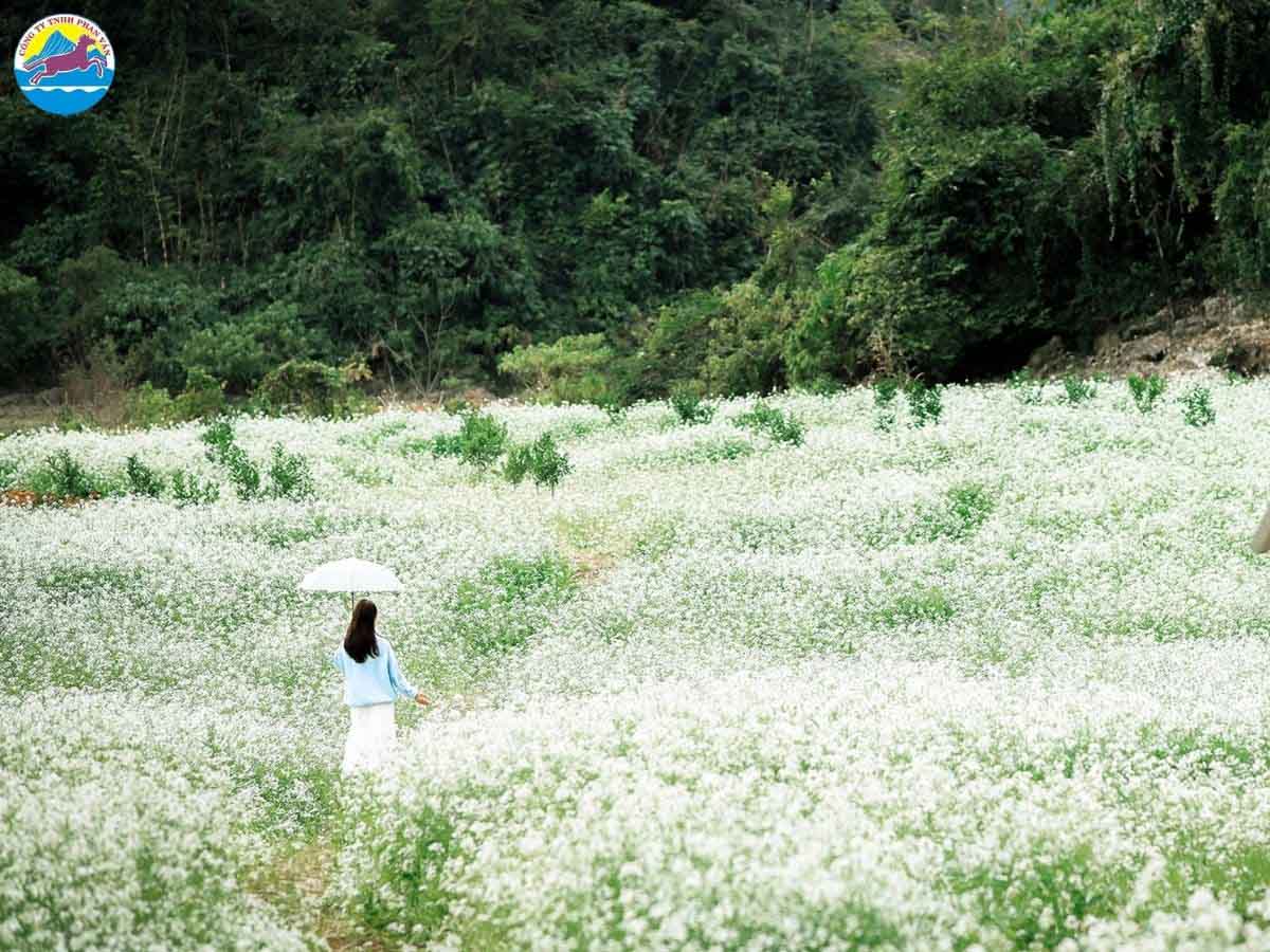 Mùa hoa cải trắng Mộc Châu